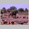 Logs in the yard From here they will be loaded on a truck and taken to the sawmill